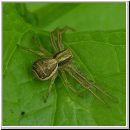 Xysticus ulmi - Krabbenspinne 03a.jpg